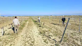 Konya'daki bağlar güvende: Ürün kalitesi artacak!