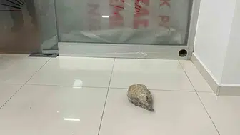 CHP İlçe Başkanlığı binasına taşlı saldırı