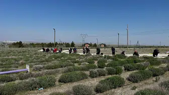 Konya'nın mor cenneti turizm sezonuna hazırlanıyor: Fotoğraf tutkunlarının adresi olacak!