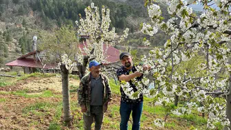 Konya'nın kiraz bahçelerine yakın takip!