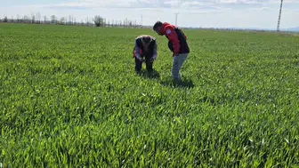 Mantar hastalıkları Konya tarlalarına dadandı! Üretici alarmda