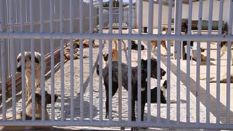 Konya'da bir kişiyi ısıran köpeğin sahibine 108 bin lira ceza