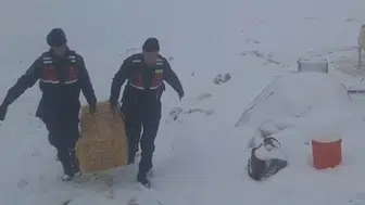 Konya'da Jandarmadan yaylada mahsur kalan hayvanlara yardım
