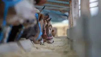 Kasaplardan kurbanlık seçimi ve etin korunmasına yönelik uyarı