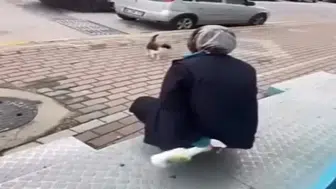 Kedinin yüzüne sprey sıkan kişi gözaltına alındı
