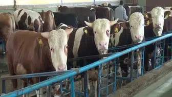 Kurban kesiminde bulaş uyarısı: Bu hastalıklara dikkat