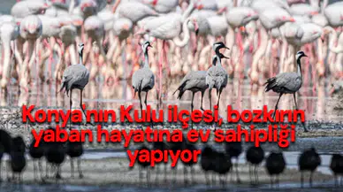 Konya'nın Kulu ilçesi, bozkırın yaban hayatına ev sahipliği yapıyor