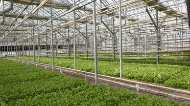 Konya Şeker, pancar testlerinde Dünya liginde