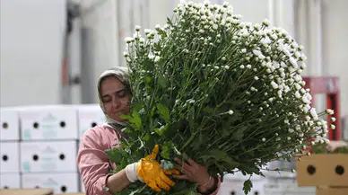 Çiçek sektörü ihracatta rekora koşuyor