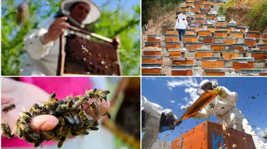 Doğu Karadeniz'in bal ihracatı 1,8 milyon doları aştı