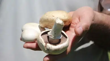 Yenilebilir sanıyorsunuz ama… Her 3 mantardan 1’i hastanelik ediyor