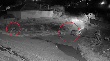 Konya'da aç kurtlar meydana indi