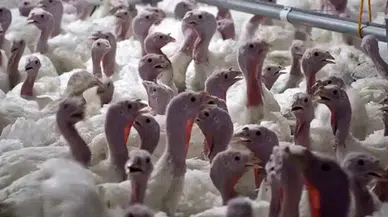 Yılbaşı hindisi 800 ile 1000 lira