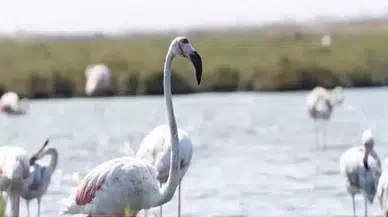 'Flamingo Yolu' turu