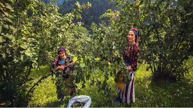 Fındık hasadında gizli tehlike