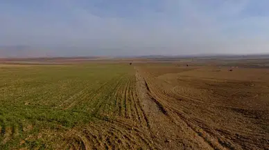 Konya'da son yağışlar çiftçiye can suyu oldu