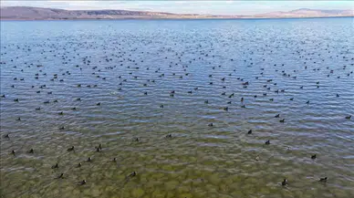 Konya'da su tutmaya başlayan göl yeniden canlanıyor