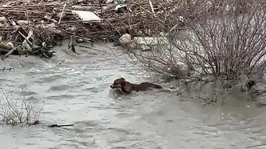 Köprüden nehre düşen sokak köpeği, yüzerek kıyıya ulaştı