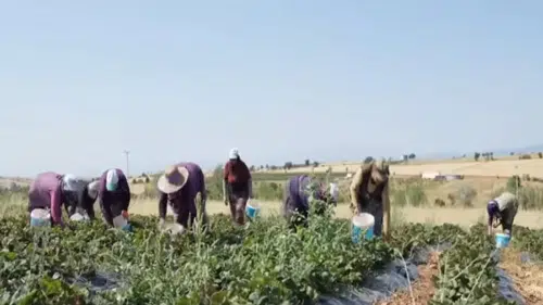 Konya o üründe üretimde Türkiye'de 3. sırada!