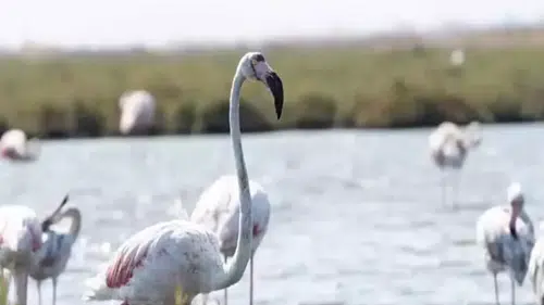 'Flamingo Yolu' turu