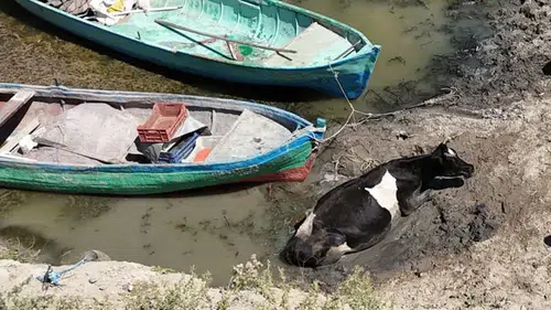 Çamura saplanan inek kurtarıldı