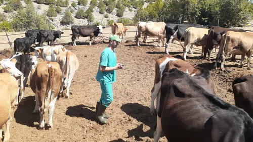 Konya'da ahırlarda mücadele sürüyor! Ekipler aşılama yapıyor
