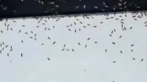 Sinekler Konya'yı istila etti! Belediye acil durum düğmesine bastı!