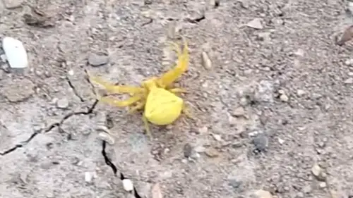Sarı yengeç örümceği Konya'da paniğe neden oldu