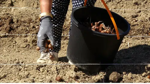 Karabük'te safran soğanı toprakla buluştu