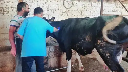 Konya'da şap hastalığı mücadelesi sürüyor!