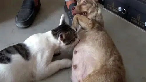 Depremzede köpek, Çöpte bulunan kediye anne oldu