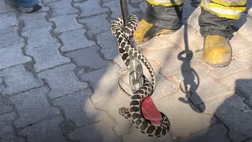 Konya'da bir eve giren yılan korku dolu anlar yaşattı!