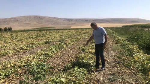 Kuru fasulyede altın çağ başlıyor: Konya'da hasat başladı!