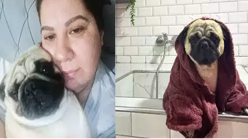 Pet otele bıraktığı köpeği öldü