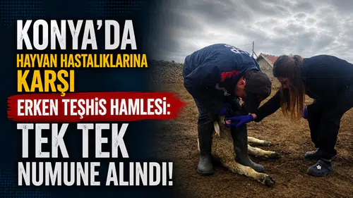 Konya'da hayvan hastalıklarına karşı erken teşhis hamlesi: Tek tek numune alındı!