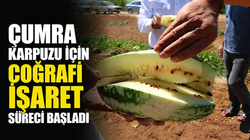 Çumra Karpuzu için coğrafi işaret süreci başladı