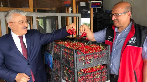 Konya'nın kiraz merkezinde kritik verim denetimi!
