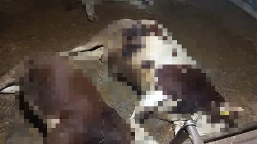 Konya korkunç kaza: 7 hayvan telef oldu!