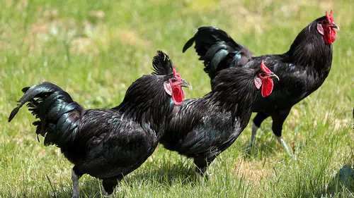 Gerze horozunun genetik mirası Konya'da korunuyor