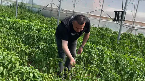 Konya'da feromon tuzaklarla üretimde sıkı denetim