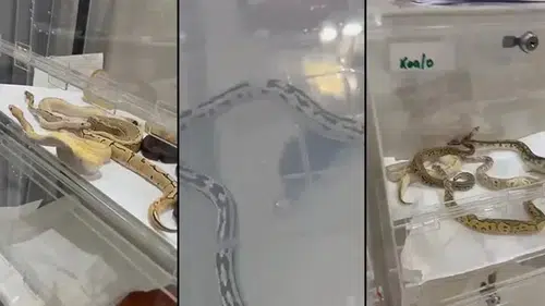 Evde izinsiz beslenen 42 yılana el konuldu