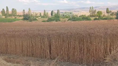 Bahri Dağdaş Enstitüsü’nün buğday çeşitleri çiftçinin yüzünü güldürdü!