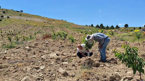 Kiraz fidanları için seferberlik: Zararlılara karşı sahada etkin mücadele!