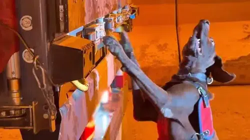 333 kilo skunk ele geçirildi: 2 gözaltı