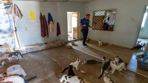 ‘Çöp ev’ ihbarın giden ekipler adreste 100 kedi buldu