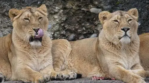 Japonya'da aşırı sıcaklar nedeniyle 3 aslan öldü