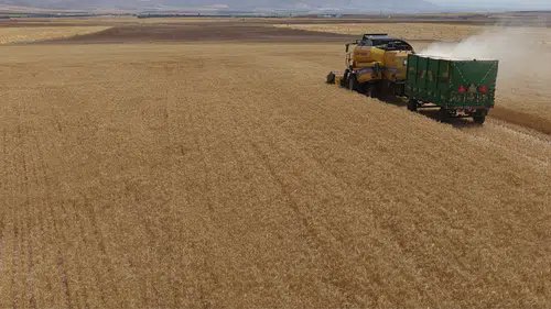 Konya'da hububatta rekolte beklentisi 25 milyon ton