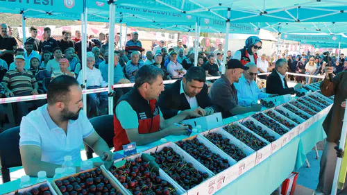 Dünyaca ünlü Hadim kirazı yarıştı! İşte en iyi kirazı yetiştiren üreticiler!