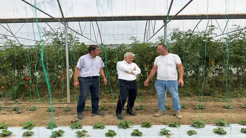 Alternatif tarıma destek: Seralar ve böğürtlen tesisi incelendi