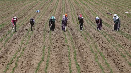 Çiftçiye destek müjdesi! Dekar başına ödeme 367 TL’ye yükseltildi!